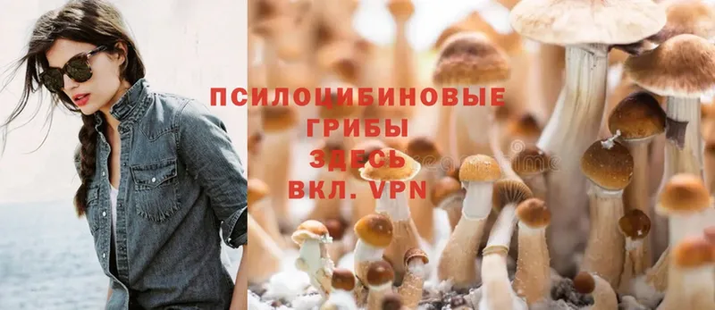 Галлюциногенные грибы Psilocybine cubensis  OMG ONION  Ярцево 